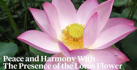 The Divine Symbolism of the Lotus Flower in the Bible - John Baptist Church