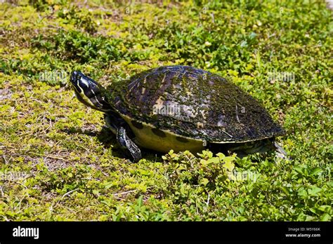 Common cooter hi-res stock photography and images - Alamy