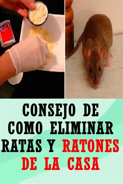 Consejo De Como Eliminar Ratas Y Ratones De La Casa Artofit