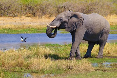 Quelles sont les meilleures périodes pour un safari au Botswana