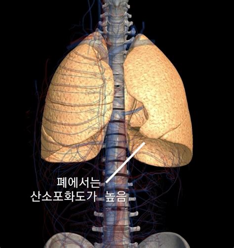 헤모글로빈혈색소 Hemoglobin Hb 산소해리곡선 산소포화도 산소해리도 산소분압po2 네이버 블로그