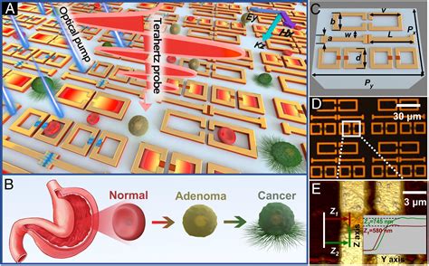 Calibration Free High Precision And Robust Terahertz Ultrafast