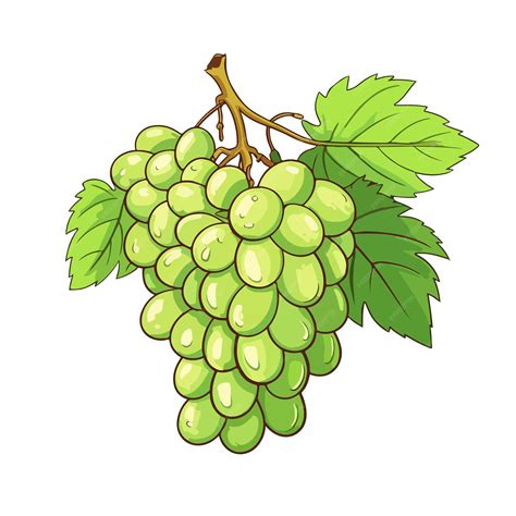 Premium Vector Hand Drawn Cartoon Green Grapes On A Pure White