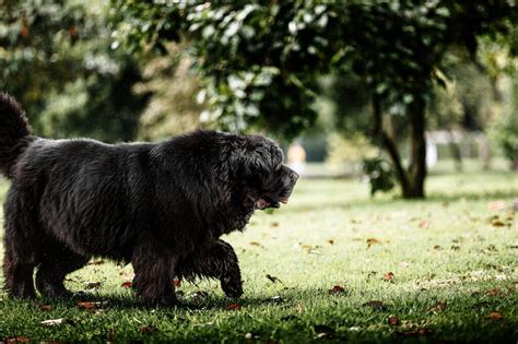 Los Problemas De Salud M S Comunes En Terranova Con Mis Mascotas