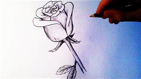 Closed Rose Drawing at PaintingValley.com | Explore collection of ...