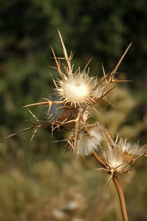 Dried Flower Of The Thistle Stock Image Image Of Fall Growing