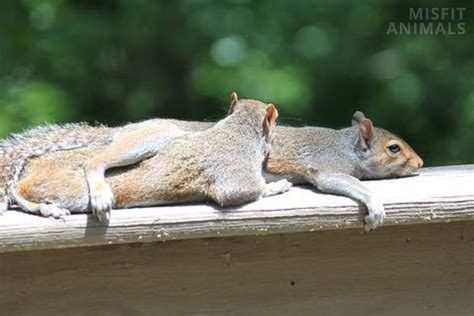 Do Squirrels Hibernate? How Do They Survive The Winter?