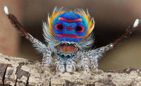 273 best Peacock Spider images on Pholder | Nature Is Fucking Lit, Interestingasfuck and ...