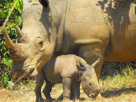 Ziwa Rhino Sanctuary Uganda Wildlife Safaris Uganda Rhino Safaris