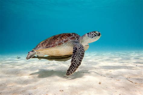 HD wallpaper: Sea Turtle, Sea Turtle HD | Wallpaper Flare