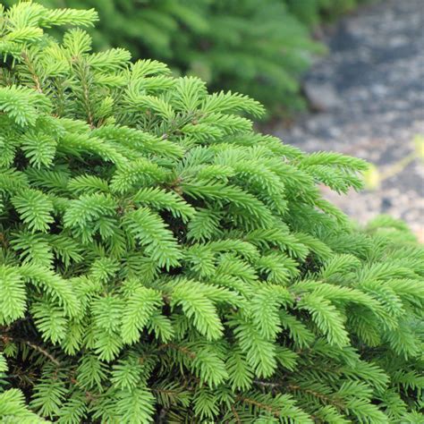 Birds Nest Spruce 3 Pot Ship My Plants