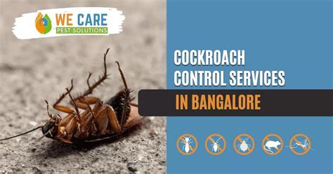 Roach Free Zone Cockroach Pest Control In Bangalore We Care Pest