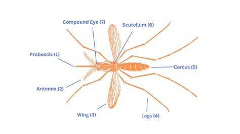 Mosquito Anatomy | TruMosquito