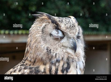 Lesser Horned Owl Or Magellanic Horned Owl Bubo Magellanicus Blinking