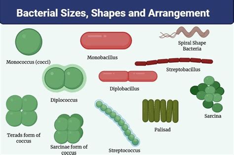 An Image Of Some Different Types Of Shapes And Sizes On A White Background With The Words