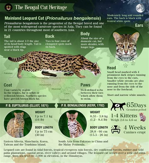 The Asian Leopard Cat - REGISTERED BENGALS