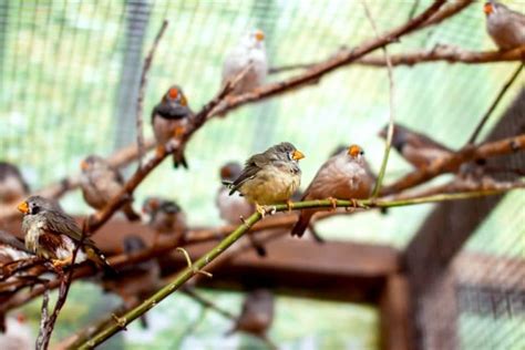 5 Best UK Bird Aviaries Reviewed Nov 2020 UpGardener