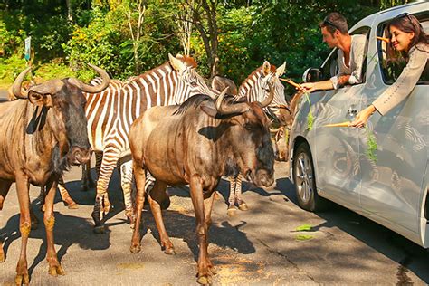 Harga Tiket Masuk Taman Safari Prigen 2023