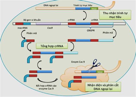 Nghiên cứu ứng dụng công nghệ CRISPR cas9 trong tạo đột biến gen