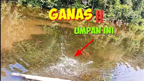 Ganas Mancing Ikan Gabus Sukses Pakai Umpan Andalan Pasti Panen