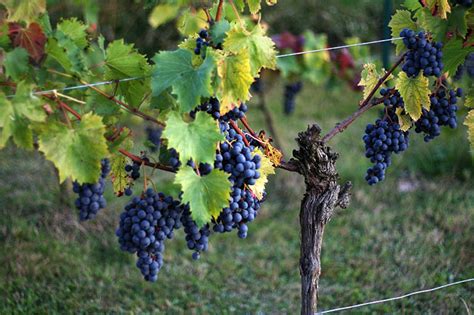 La Vigne Raisin Vitis Jardin Fruitier