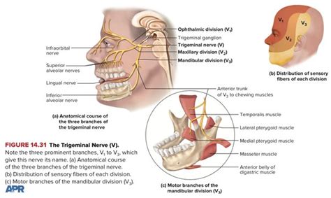 Imaging Of Cranial Nerves A Pictorial Overview Insights Off