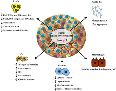 Ijms Free Full Text Tumor Microenvironment A Metabolic Player That