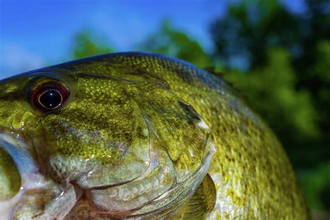 Img4120 Smallie Closeup Photograph By Ken Gortowski Fine Art America