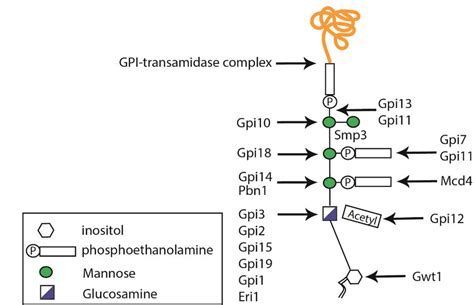 Schematic Diagram Representing Glycosylphosphatidylinositol Gpi