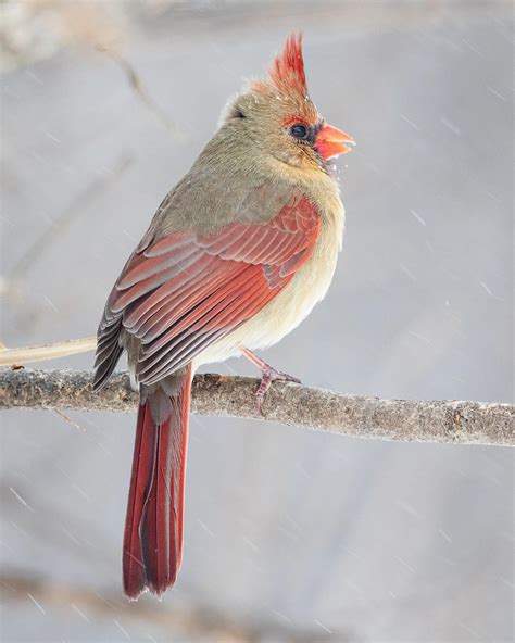 Bird Photography Female Northern Cardinal In Snow Fine Art Print