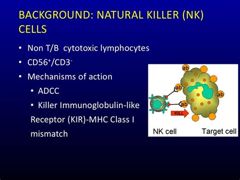 Cord Blood Natural Killer Cells For Immunotherapy