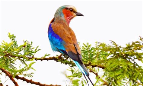 Bird Watching Safaris In Rwanda Rwanda Safaris Tours Rwanda Tours