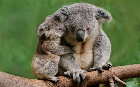 Koala Desktop Wallpapers Wallpaper Cave