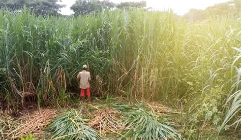 Cara Menanam Rumput Pakchong Kampustani