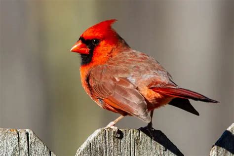 North Carolina State Bird: The Amazing Northern Cardinal!