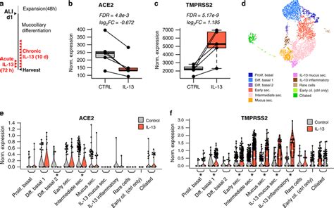 Ace And Tmprss Are Both Regulated By Il In The Airway Epithelium A