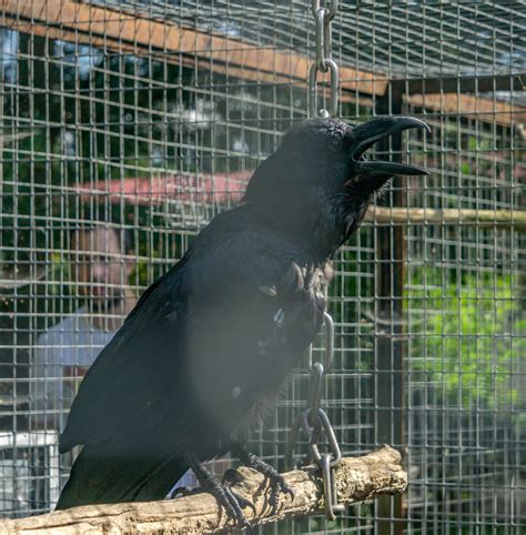 Ворон, ворона, грач и галка. Различаем и запоминаем | ЛенПросвет ...