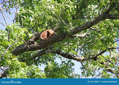 Nest of hornero stock image. Image of amazon, tourism - 101730057