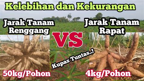 Keunggulan Dan Kelemahan Sistem Tanam Rapat Vs Renggang Youtube