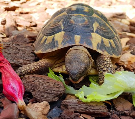 What Fruits and Vegetables Can Box Turtles Eat? - TurtleHolic