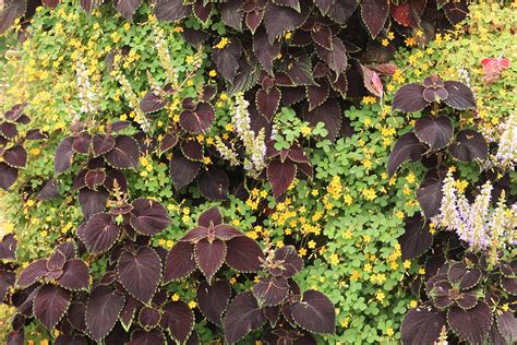 Coleus And Oxalis In Green Wall Planters Livewall Green Wall System