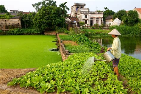 Vietnamese Farmer Harvest Vietnam Onion Farm Editorial Photo Image Of