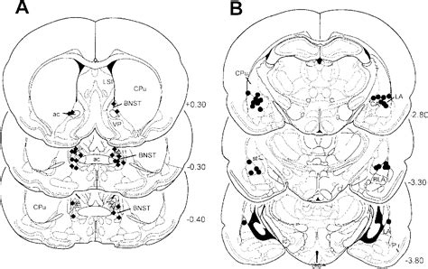 Figure 1 From Temporary Inactivation Of The Bed Nucleus Of The Stria