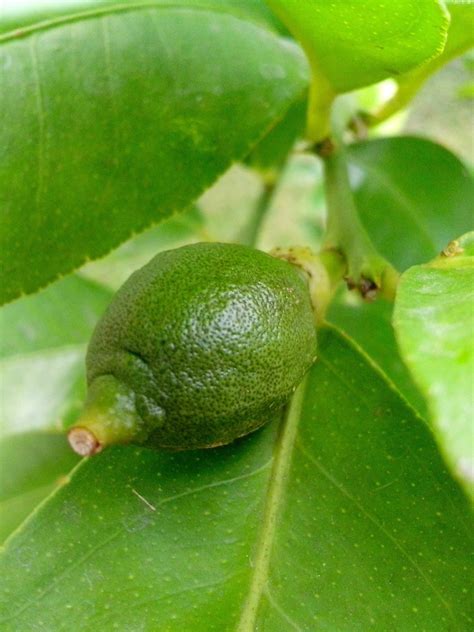 Free picture: young, green, lime, lemon, tree, branch