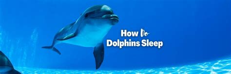 How Do Dolphins Sleep With One Eye Open