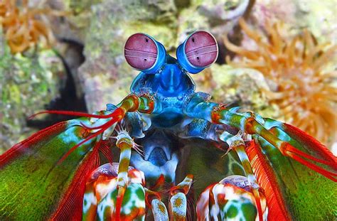 Mantis Shrimp Photos Wallpapers The Fun Bank