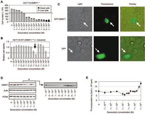 Dnmt1 Is Associated With Conditional Apoptosis In Hct116 Cells A