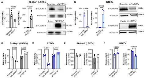 Biomolecules Free Full Text Flvcr A Controls Cellular Cholesterol