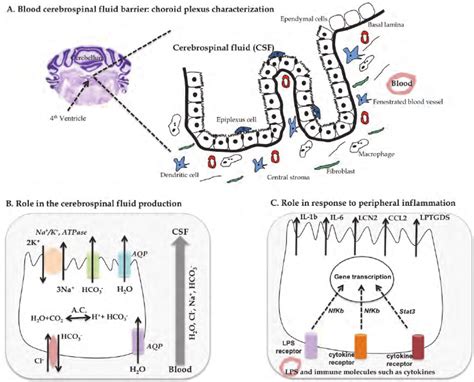 Blood Cerebrospinal Fluid Barrier Composition Function And Role In The