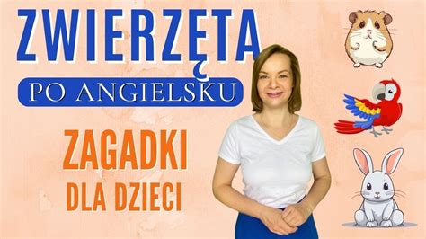 Angielskie zagadki ZWIERZĘTA angielski dla dzieci YouTube